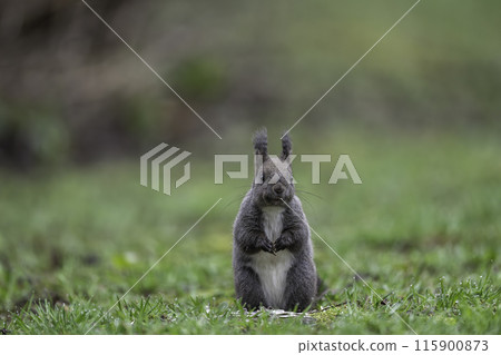 Hokkaido squirrels playing among the fresh greenery Hokkaido squirrels playing among the fresh greenery 115900873