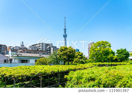 [東京]從龜戶天神看到的東京晴空塔 115901367