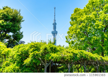 [東京]從龜戶天神看到的東京晴空塔 115901383