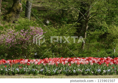 Tottori Four seasons walk Spring Flower Corridor Tottori Four seasons walk Spring Flower Corridor 115901507