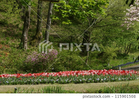 Tottori Four seasons walk Spring Flower Corridor Tottori Four seasons walk Spring Flower Corridor 115901508
