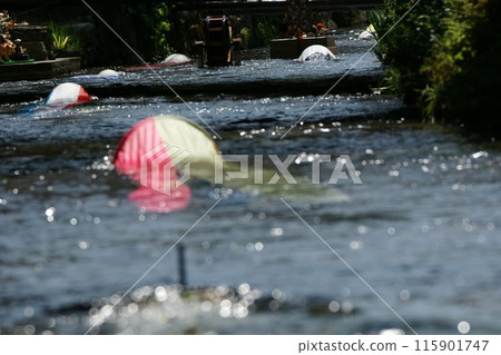 鳥取、四季漫步、鯉魚旗河、瀨戶川 115901747