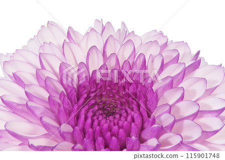 [Chrysanthemum SP Mum Purple] (Depth Compositing) 115901748