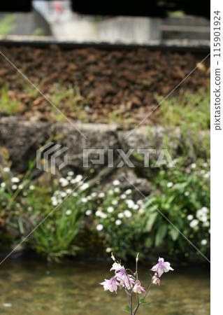 Tottori - Four Seasons Walk - Seto River, where carp streamers fly 115901924