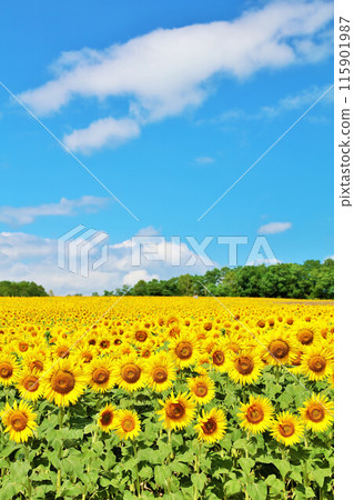 Hokkaido summer blue sky and sunflower landscape 115901987