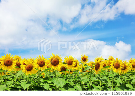 Hokkaido summer blue sky and sunflower landscape Hokkaido summer blue sky and sunflower landscape 115901989