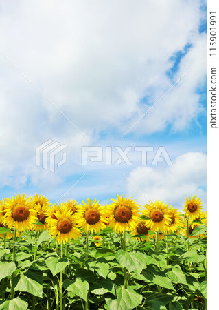 北海道夏天藍天和向日葵風景 115901991