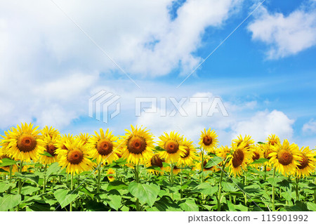 Hokkaido summer blue sky and sunflower landscape 115901992
