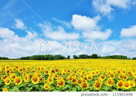 北海道夏天藍天和向日葵風景 115901996