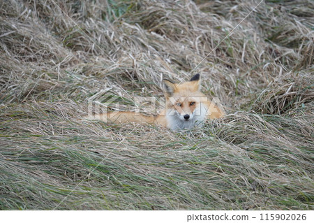 Withered grass and northern fox Withered grass and northern fox 115902026
