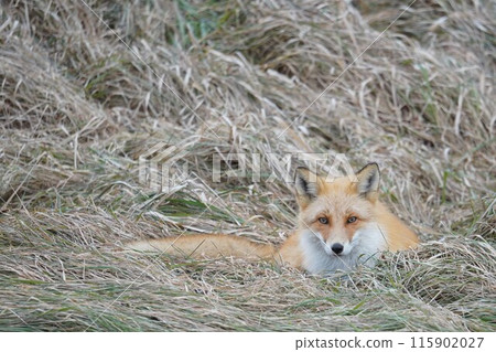 Withered grass and northern fox Withered grass and northern fox 115902027
