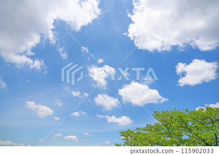 初夏的雲朵和樹木 初夏的雲朵和樹木 115902033