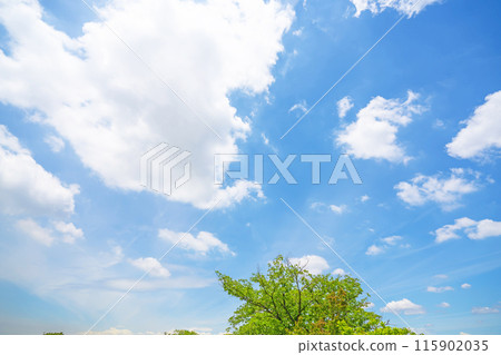 初夏的雲朵和樹木 初夏的雲朵和樹木 115902035