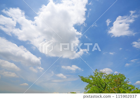 初夏的雲朵和樹木 初夏的雲朵和樹木 115902037