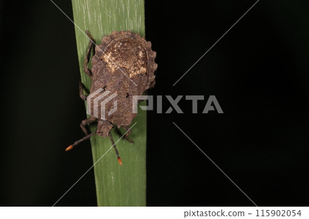 生物 昆蟲 鋸齒臭蟲,一種普通的臭蟲。它的特徵是邊緣呈鋸齒狀,被認為是葫蘆科作物的害蟲。 生物 昆蟲 鋸齒臭蟲,一種普通的臭蟲。它的特徵是邊緣呈鋸齒狀,被認為是葫蘆科作物的害蟲。 115902054