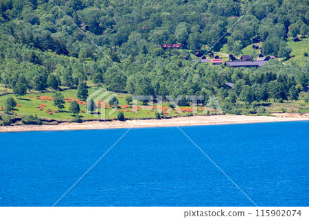 A colony of Rhododendrons near Lake Nozori Campsite 115902074