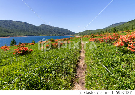 Rengetsutsuji flowers bloom along the Nozori Lakeside Promenade in early summer 115902127