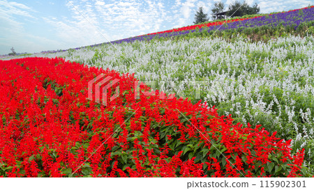 "Hokkaido" Kanno Farm Flower Field Scenery, Furano "Hokkaido" Kanno Farm Flower Field Scenery, Furano 115902301
