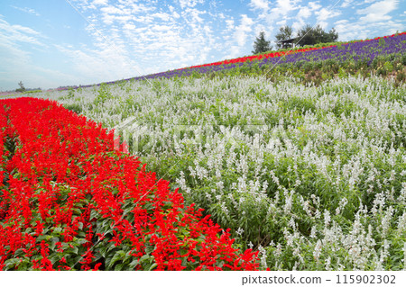 「北海道」菅野農場/花田風景 富良野 115902302