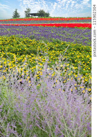 "Hokkaido" Kanno Farm Flower Field Scenery, Furano 115902304