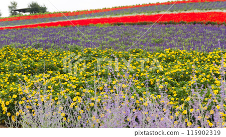 "Hokkaido" Kanno Farm Flower Field Scenery, Furano "Hokkaido" Kanno Farm Flower Field Scenery, Furano 115902319