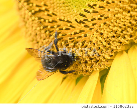 A bumblebee sucking nectar from a sunflower A bumblebee sucking nectar from a sunflower 115902352