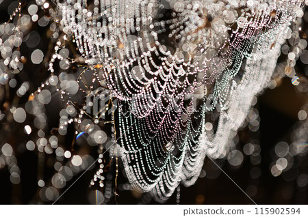 蜘蛛網在早晨陽光下閃閃發光的特寫 115902594