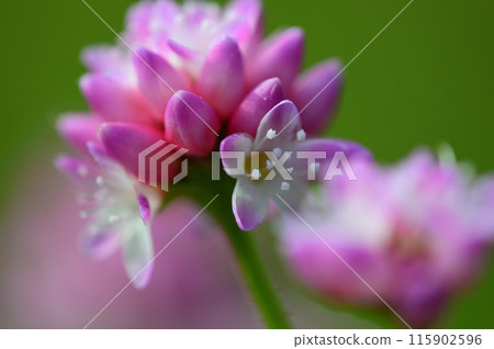 Close-up of a spider web shining in the morning sun 115902596