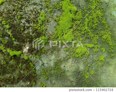 Old Wall Covered in Moss 115902728