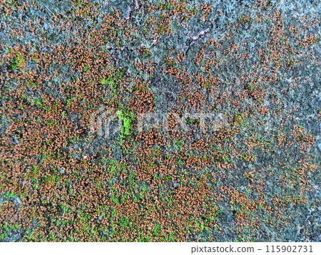 Old Wall Covered in Moss Old Wall Covered in Moss 115902731