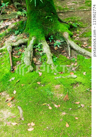 Mossy tree roots Mossy tree roots 115902774