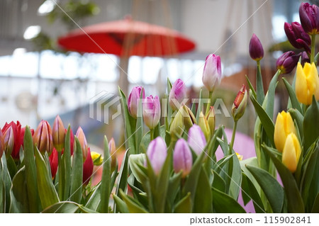 礪波市鬱金香四季彩館鬱金香展呼喚春天 7 115902841