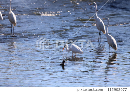 Great egret looking for food in the river 115902977