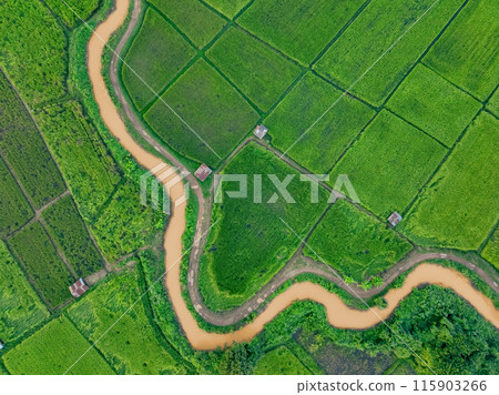 Aerial view of lush green rice field with small winding canal. Sustainable agriculture landscape. Sustainable rice farming. Rice cultivation. Green landscape. Organic farming. Sustainable land use. 115903266