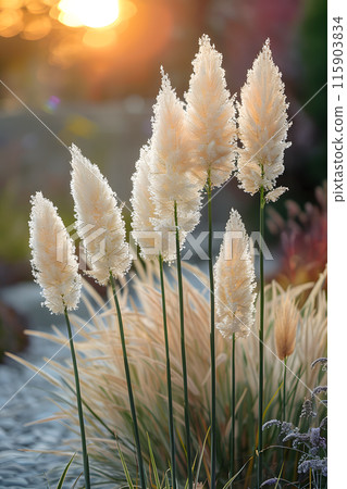 A beautiful scene of white pampas grass growing alongside a body of water during sunset, creating a stunning natural landscape 115903834
