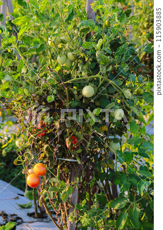 Tomato fruit in summer field close up Tomato fruit in summer field close up 115903885