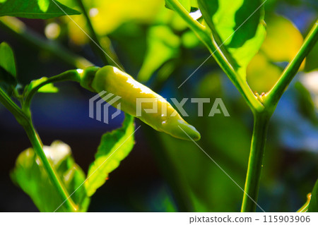 Small green chilies on the stem close up view 115903906