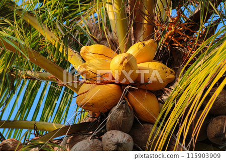 Coconut fruit with yellow skin variety on the tree 115903909