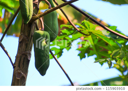 Raw green papaya tropical fruit on tree 115903910