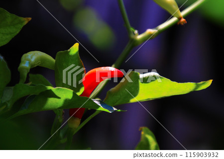 Small red chilies on the stem close up view 115903932