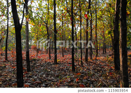 Deciduous Forest, Mixed Deciduous Forest, Forestry in Lombok, Indonesia Deciduous Forest, Mixed Deciduous Forest, Forestry in Lombok, Indonesia 115903954