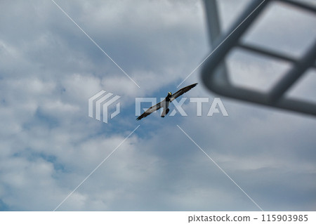 飛行中的鰹鳥 115903985