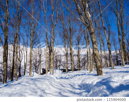 白馬岩岳雪原滑雪場風景 115904000