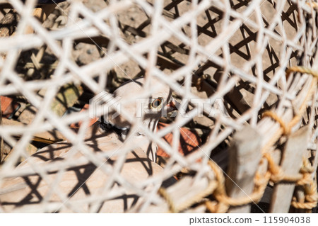 Turtledoves in a cage being dried in the sun in the morning Turtledoves in a cage being dried in the sun in the morning 115904038