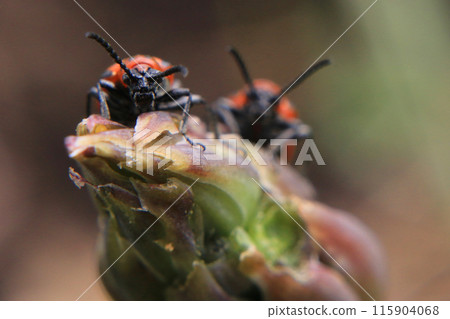 Red insects on asparagus Red insects on asparagus 115904068