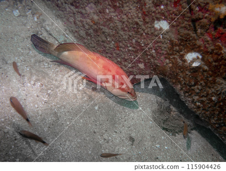 Coral grouper fish at the bottom of the Gulf of Oman in Fujairah, United Arab Emirates 115904426
