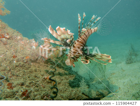 Lion fish hunting at the bottom of the Gulf of Oman in Fujairah, United Arab Emirates Lion fish hunting at the bottom of the Gulf of Oman in Fujairah, United Arab Emirates 115904427