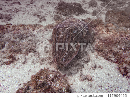 A cuttlefish disguises itself among the brown thickets at the bottom of the Gulf of Oman in Fujairah 115904433
