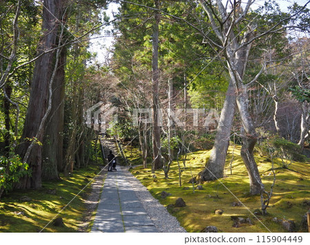 日本三大名勝之一、松島旅遊勝地之一的圓通院風景，擁有美麗的日本庭園 115904449