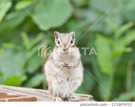 A chipmunk whose eyes met mine A chipmunk whose eyes met mine 115905955